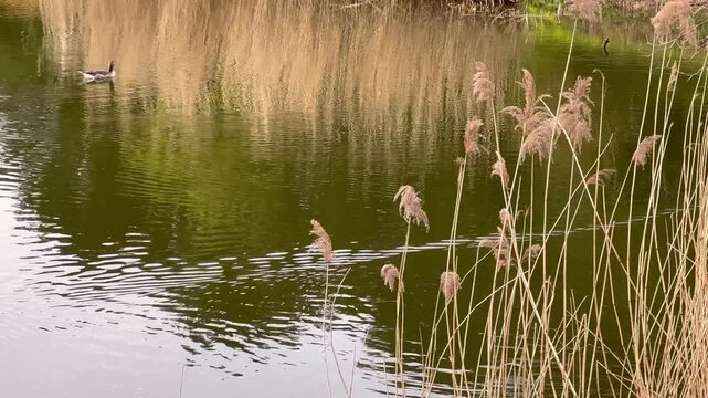 Planten un Blomen park in Hamburg, Germany. Park with pond footage. The birds floating in the pond.