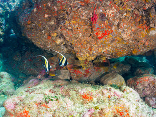 水中洞窟にいる大きく美しいツノダシ（ツノダシ科）、チョウチョウウオ（チョウチョウウオ科）他の群れ。

日本国静岡県伊豆半島賀茂郡南伊豆町中木から渡し船で渡るヒリゾ浜にて。
2022年夏水中撮影。


A large and beautiful school of Moorish Idol (Zanclus cornutus) and Sawtail (Prionurus scalprum) and