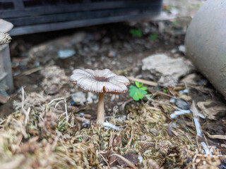 White mushrooms gracefully sprout from the bed of straw.