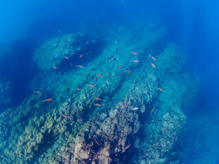 美しいオヤビッチャ（チョウチョウウオ科）、ホウライヒメジ（ヒメジ科）他の群れ。

日本国静岡県伊豆半島賀茂郡南伊豆町中木から渡し船で渡るヒリゾ浜にて。
2022年夏水中撮影。

Beautiful schools of Sergeant Major (Abudefduf vaigiensis), Whitesaddle goatfish (Parupeneus ciliatus), and oth