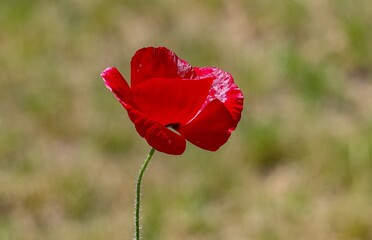 Poppy (Papaver rhoeas) is an annual plant species from the poppy family (Papaveraceae) with a very wide distribution area in the world.