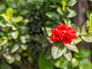 A vibrant flower with small, crimson petals dances in the breeze, creating a breathtaking sight.