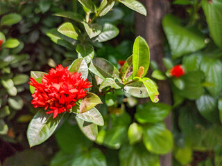 A vibrant flower with small, crimson petals dances in the breeze, creating a breathtaking sight.