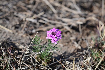 flowers in the forest
