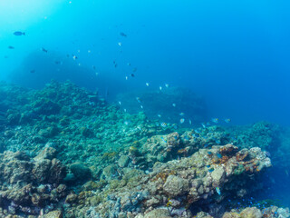 美しいオヤビッチャ（チョウチョウウオ科）、ホウライヒメジ（ヒメジ科）他の群れ。

日本国静岡県伊豆半島賀茂郡南伊豆町中木から渡し船で渡るヒリゾ浜にて。
2022年夏水中撮影。

Beautiful schools of Sergeant Major (Abudefduf vaigiensis), Whitesaddle goatfish (Parupeneus ciliatus), and oth