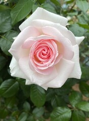 pink white big rose