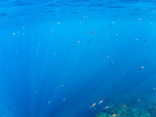 美しいオヤビッチャ（チョウチョウウオ科）、ホウライヒメジ（ヒメジ科）他の群れ。

日本国静岡県伊豆半島賀茂郡南伊豆町中木から渡し船で渡るヒリゾ浜にて。
2022年夏水中撮影。

Beautiful schools of Sergeant Major (Abudefduf vaigiensis), Whitesaddle goatfish (Parupeneus ciliatus), and oth