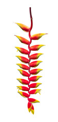 Heliconia rostrata lobster claw flower isolated on white background for tropical plant and design cut out usage