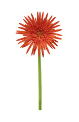 Red gerbera flower with stem isolated on white background for graphic design usage