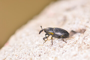 Macro photo of the black beetle The maize weevil or Sitophilus zeamais