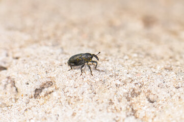 Macro photo of the black beetle The maize weevil or Sitophilus zeamais