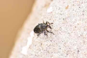 Macro photo of the black beetle The maize weevil or Sitophilus zeamais