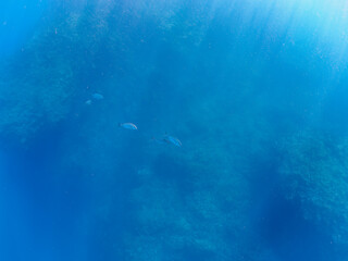 キビナゴの大群を襲う迫力あるカンパチとツムブリ（アジ科）の群れ。

日本国静岡県伊豆半島賀茂郡南伊豆町中木から渡し船で渡るヒリゾ浜にて。
2022年夏水中撮影。

Greater Amberjack (Seriola dumerili) and Rainbow Runner (Elagatis bipinnulata) (horse mackerel family) attacking a lar