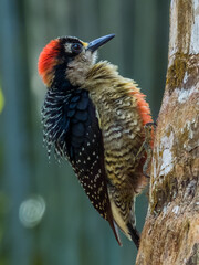 Black-cheeked Woodpecker Melanerpes pucherani in Costa Rica