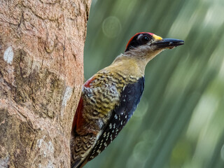 Black-cheeked Woodpecker Melanerpes pucherani in Costa Rica