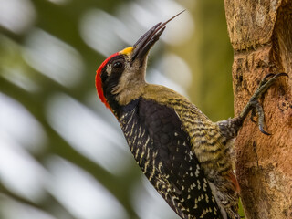 Black-cheeked Woodpecker Melanerpes pucherani in Costa Rica