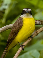 Boat-billed Flycatcher Megarynchus pitangua in Costa Rica
