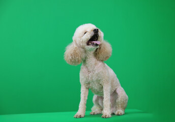 poodle dog in front of a green background