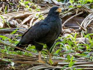 Common Black Hawk Buteogallus anthracinus in Costa Rica