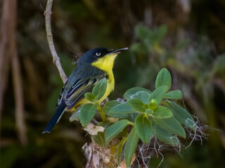 Fototapeta premium Common Tody-Flycatcher Todirostrum cinereum in Costa Rica