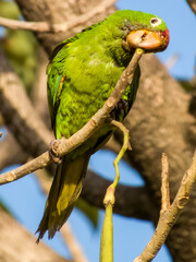 Crimson-fronted Parakeet Psittacara finschi in Costa Rica