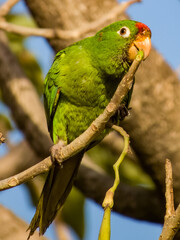 Crimson-fronted Parakeet Psittacara finschi in Costa Rica