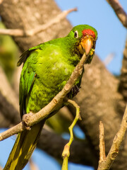 Crimson-fronted Parakeet Psittacara finschi in Costa Rica