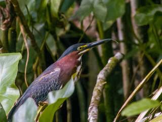 Green Heron Butorides virescens in Costa Rica