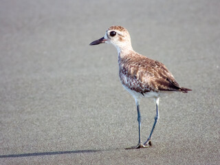 Grey Plover Pluvialis squatarola in Costa Rica
