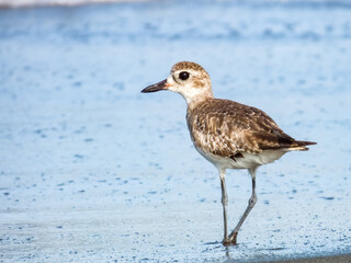 Grey Plover Pluvialis squatarola in Costa Rica