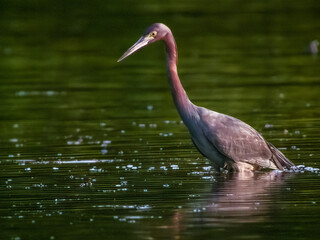 Little Blue Heron Egretta caerulea in Costa Rica