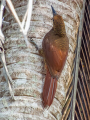 Northern Barred-Woodcreeper Dendrocolaptes sanctithomae in Costa Rica