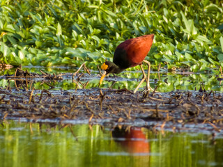 Northern Jacana Jacana spinosa in Costa Rica