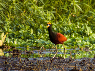 Northern Jacana Jacana spinosa in Costa Rica