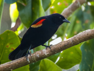 Fototapeta premium Red-winged Blackbird Agelaius phoeniceus in Costa Rica