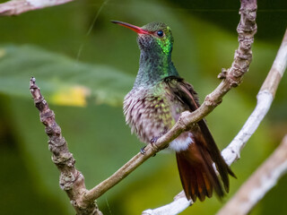Rufous-tailed Hummingbird Amazilia tzacatl in Costa Rica