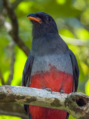 Slaty-tailed Trogon Trogon massena in Costa Rica