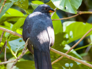 Slaty-tailed Trogon Trogon massena in Costa Rica