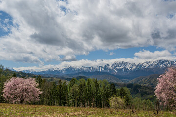 北アルプスの残雪を望む紅しだれ桜2本