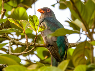 Slaty-tailed Trogon Trogon massena in Costa Rica