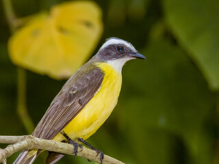 Social Flycatcher Myiozetetes similis in Costa Rica
