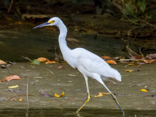 Snowy Egret Egretta thula in Costa Rica