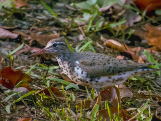 Spotted Sandpiper Actitis macularius in Costa Rica