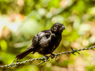 Thick-billed Seed-Finch Sporophila funerea in Costa Rica