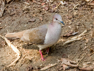 White-tipped Dove Leptotila verreauxi in Costa Rica