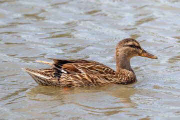 Female Mallard