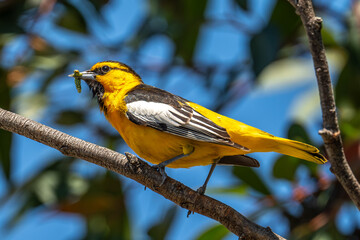 Bullock's Oriole