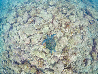 ゆったり泳ぐ美しく大きなアオウミガメ（ウミガメ科）。

日本国静岡県伊豆半島賀茂郡南伊豆町中木から渡し船で渡るヒリゾ浜にて。
2022年夏水中撮影。

The Beautiful and large green sea turtle (Chelonia mydas, family Turtles). 

Hirizohama beach, by ferry from Nakagi, Minami-