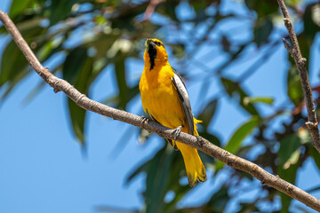 Bullock's Oriole