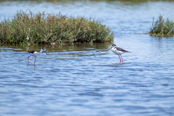 Black-necked Stilt on shore